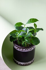 Small coffee plant in a pot on a pastel green background. Coffee tree. Concept of home gardening.