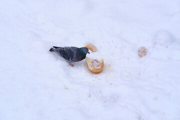 Lonesome Dove in the snow and pieces of bread. Copyspace. Selective focus