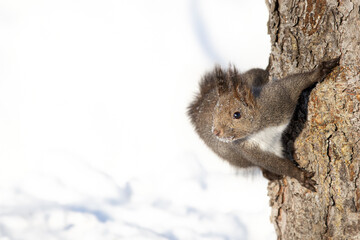 エゾリス Red squirrel	