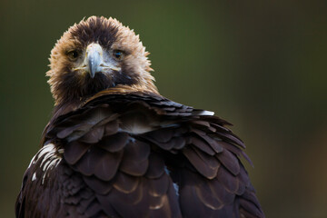 AGUILA IMPERIAL  IBERICA (Aquila adalberti)