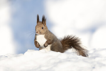 エゾリス Red squirrel	