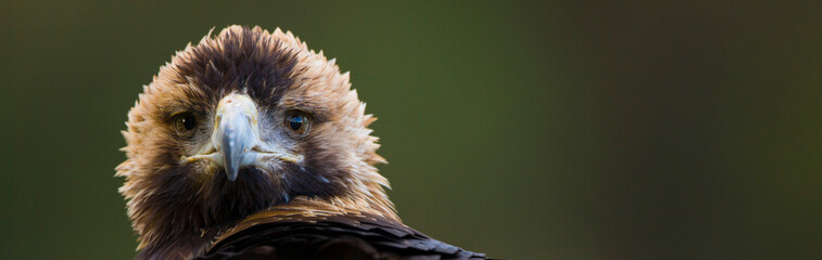 Naklejka premium AGUILA IMPERIAL IBERICA (Aquila adalberti)