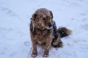 Snowy Vinnytsya with dog