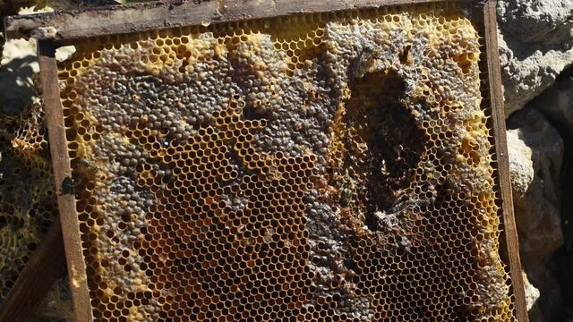Panales de abejas 