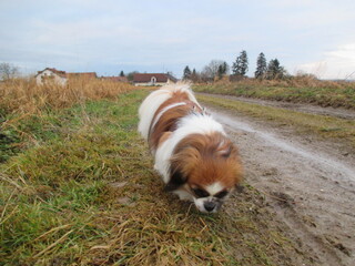 Kleiner Hund auf der Suche am Feldrand