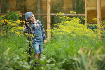 boy in denim overalls and a cap costs in the garden with a shovel in the beds with carrot