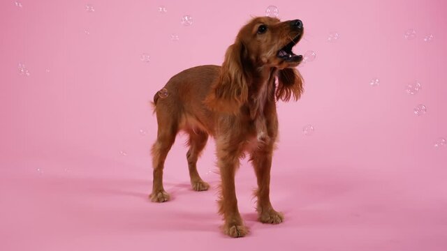 An English Cocker Spaniel stands in full growth in the studio on a pink background. Soap bubbles fly around the dog, which it catches with its mouth. Slow motion. Close up.