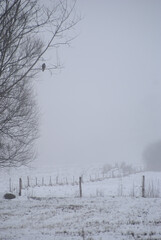 drzewa zimą we mgle
