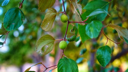 Green background of branches of jujube or jujube real, Chinese date. Healthy source of green leaves...
