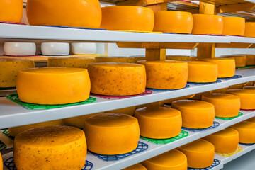 A small family cheese factory in the Carpathian village. Maturing Gouda cheese in the refrigerator.