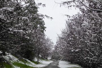 snow covered walk at the forest 