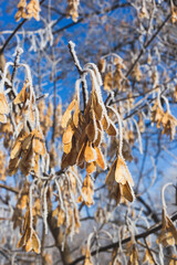 Seeds of maple covered with hoarfrost