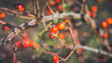 Beautiful wild rose hips in late autumn. Shooting with a Soviet manual lens.