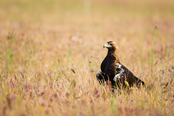 AGUILA IMPERIAL  IBERICA (Aquila adalberti)