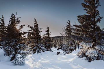 Winterlandschaft im Harz am Brocken