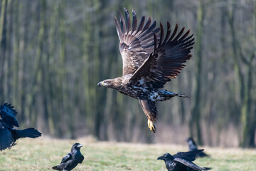 white-tailed eagle