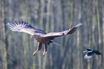 white-tailed eagle