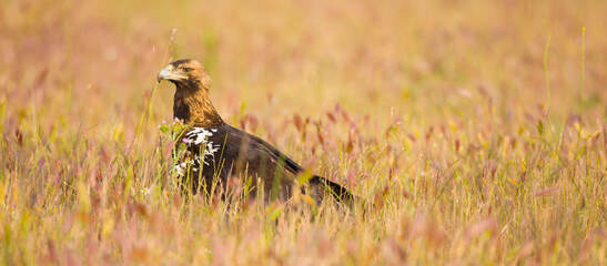 AGUILA IMPERIAL  IBERICA- SPANISH IMPERIAL EAGLE Eagle  (Aquila adalberti).  Iberian Imperial Eagle. Spain