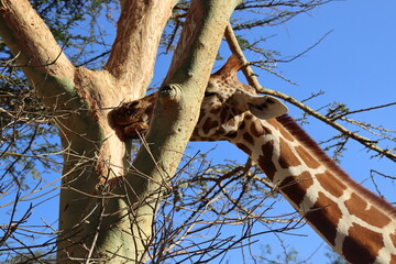 Fototapeta na wymiar A giraffe enjoys a leisurely afternoon in Rumuruti, Kenya. Giraffe nibbling on acacia bark in the evening sunshine in Kenya, Africa. 