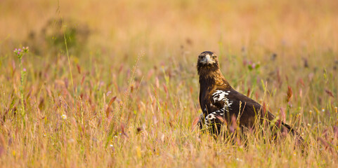 AGUILA IMPERIAL  IBERICA (Aquila adalberti)