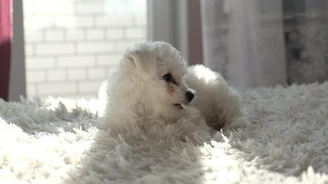 little white Bichon Frize plays with the owner on the bed. Bolognese puppy