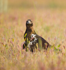 AGUILA IMPERIAL  IBERICA- SPANISH IMPERIAL EAGLE Eagle  (Aquila adalberti).  Iberian Imperial Eagle. Spain