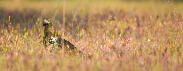 AGUILA IMPERIAL  IBERICA (Aquila adalberti)