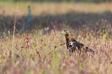AGUILA IMPERIAL  IBERICA- SPANISH IMPERIAL EAGLE Eagle  (Aquila adalberti).  Iberian Imperial Eagle. Spain