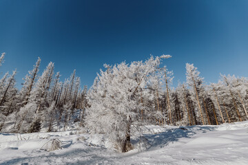 Obraz premium Winterlandschaft im Harz am Brocken