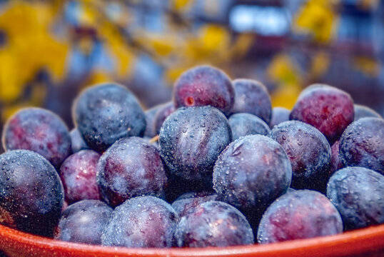 Ripe plums with dew drops on the background of an autumn landscape