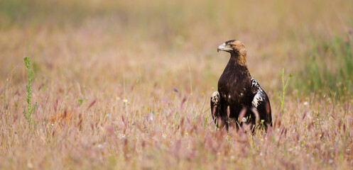 AGUILA IMPERIAL  IBERICA (Aquila adalberti)