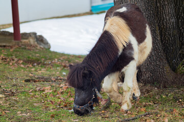 Photo of a pony