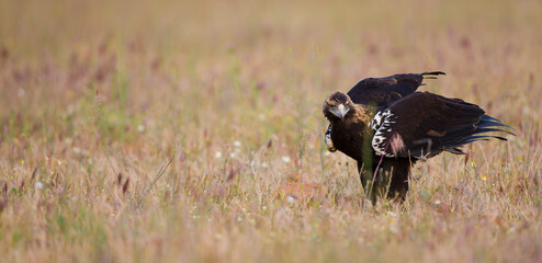 AGUILA IMPERIAL  IBERICA (Aquila adalberti)