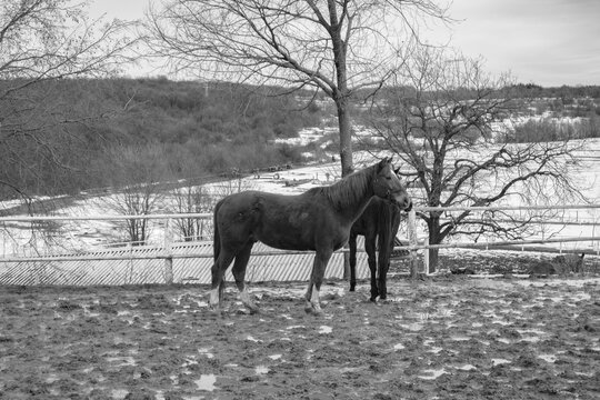 Black and white photo of horses