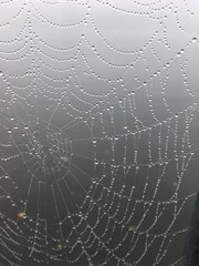 Spinnennetz im Nebeltau
