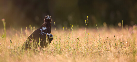 AGUILA IMPERIAL  IBERICA- SPANISH IMPERIAL EAGLE Eagle  (Aquila adalberti).  Iberian Imperial Eagle. Spain