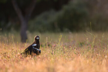 AGUILA IMPERIAL  IBERICA (Aquila adalberti)