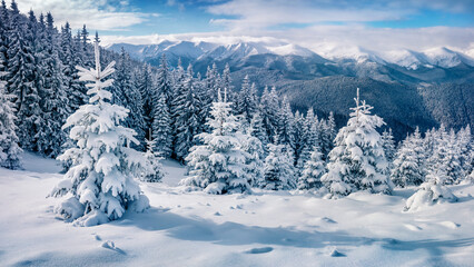 Wonderful morning view of Carpathian mountains with Chornogora ridge on background. Fresh snow covered fir trees and mountain valley in December. Beauty of nature concept background.