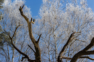 Fototapeta na wymiar Branches of a birch crown covered with white frost on a frosty winter day. Trees on the background of blue sky in winter