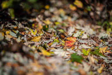 Herbst