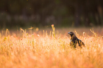 AGUILA IMPERIAL  IBERICA, Aquila adalberti
