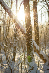 Sunset in winter forest