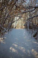 Snowy road, trees covered with snow