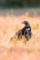 AGUILA IMPERIAL  IBERICA, Aquila adalberti