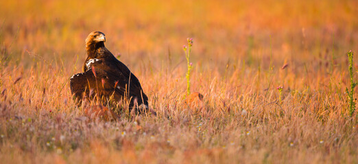 AGUILA IMPERIAL  IBERICA, Aquila adalberti