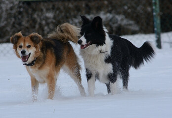 
Dogs playing in the snow. Border colli