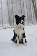 Black and white border collie dog in snowy winter forest