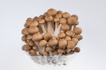 Fototapeta na wymiar fresh brown beech mushroom isolated on white 