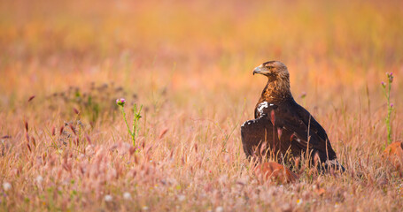AGUILA IMPERIAL  IBERICA, Aquila adalberti