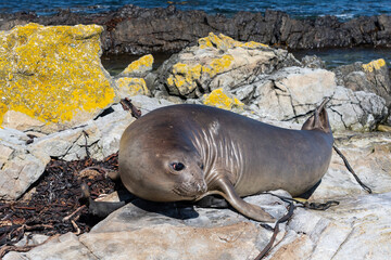 The southern elephant seal (Mirounga leonina)